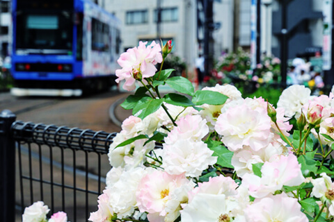 【百年前のお屋敷とブラタモリ風に川跡歩き】レトロな大塚と「ばけばけ」夫妻のお墓参り