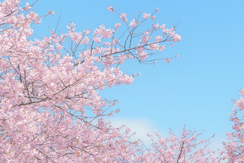【豊島区桜ツアー】桜SPコース